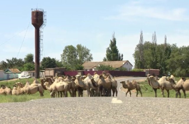 VIDEO Localnicii din 3 sate din Rusia, terorizați de cămile ce fac haos &icirc;n zonă