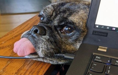  Top  Munca de acasă și animalele de companie: 10 imagini adorabile