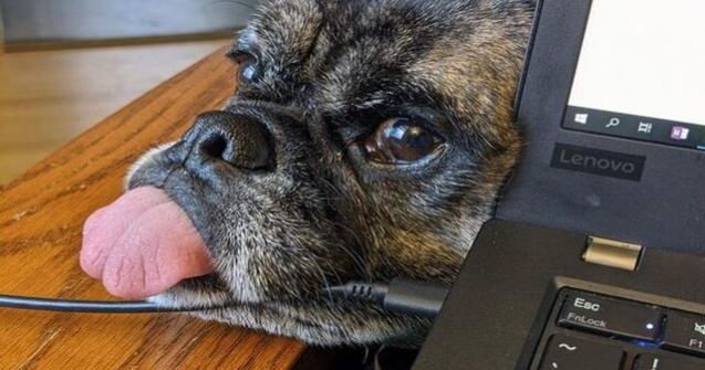  Top  Munca de acasă și animalele de companie: 10 imagini adorabile