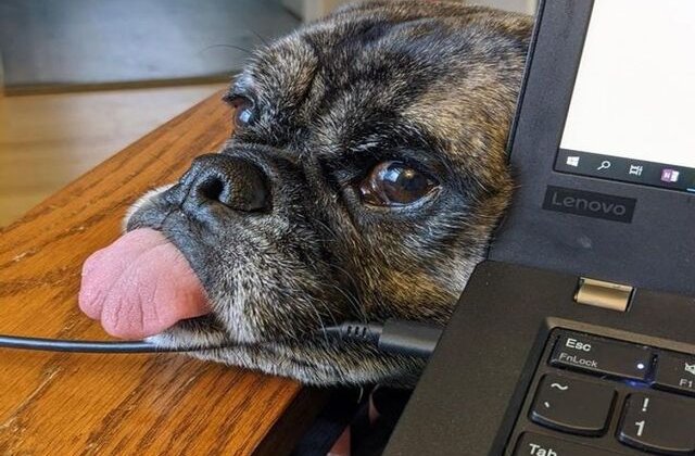 Munca de acasă și animalele de companie: 10 imagini adorabile