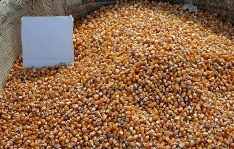 Furaje contaminate, din Romania si Serbia, descoperite in Olanda