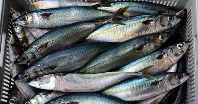 Un nou pericol alimentar in Romania: Macrou infectat cu paraziti