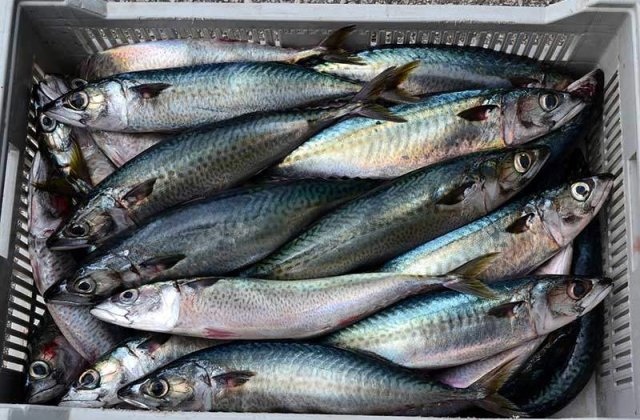 Un nou pericol alimentar in Romania: Macrou infectat cu paraziti