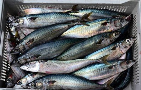 Un nou pericol alimentar in Romania: Macrou infectat cu paraziti