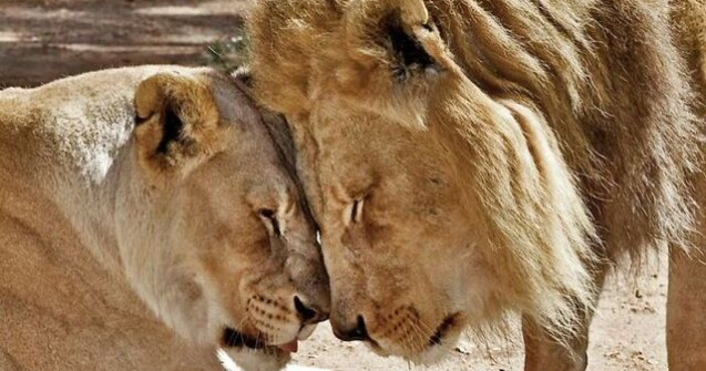 Doi lei bătrâni au fost eutanasiați împreună pentru a nu trăi unul fără celălalt