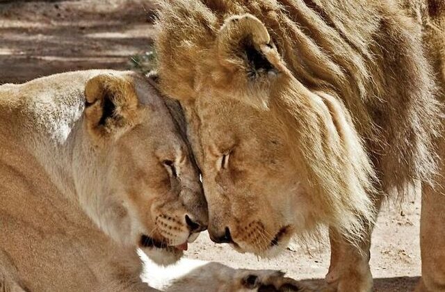 Doi lei bătr&acirc;ni au fost eutanasiați &icirc;mpreună pentru a nu trăi unul fără celălalt