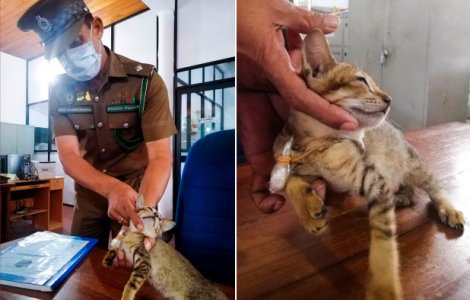 O pisică reținută pentru trafic de droguri a reușit să evadeze din închisoare