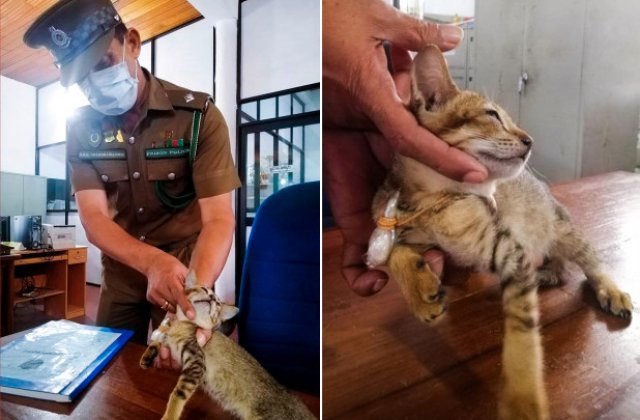 O pisică reținută pentru trafic de droguri a reușit să evadeze dintr-o închisoare de maximă securitate