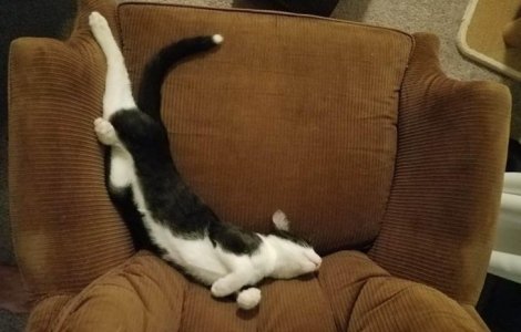  Top  Pisicile care și-au uimit de-a dreptul stăpânii