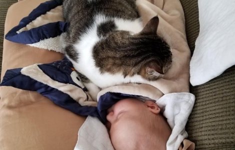  Top  FOTO Momente unice în care animalele ne arată că pot iubi mai mult decât oamenii