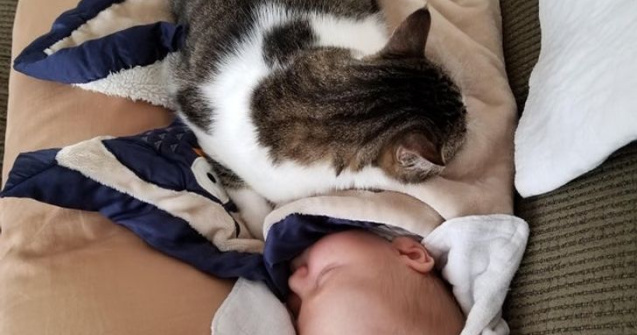  Top  Momente unice în care animalele ne arată că pot iubi mai mult decât oamenii