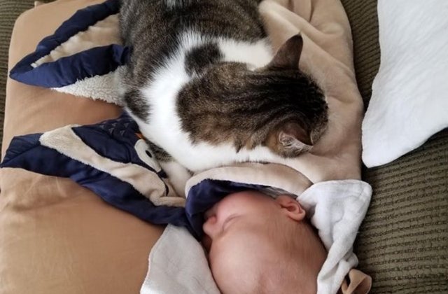 FOTO Momente unice &icirc;n care animalele ne arată că pot iubi mai mult dec&acirc;t oamenii