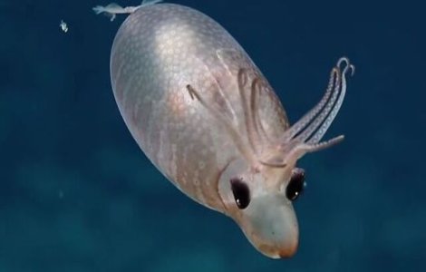 VIDEO Calamarul purceluș, creatura marină care i-a lăsat mască pe exploratori