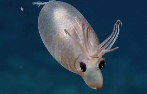 VIDEO Calamarul purceluș, creatura marină care i-a lăsat mască pe exploratori