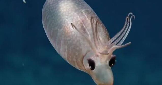 VIDEO Calamarul purceluș, creatura marină care i-a lăsat mască pe exploratori