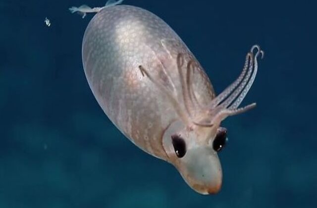 VIDEO Calamarul purceluș, creatura marină care i-a lăsat mască pe exploratori