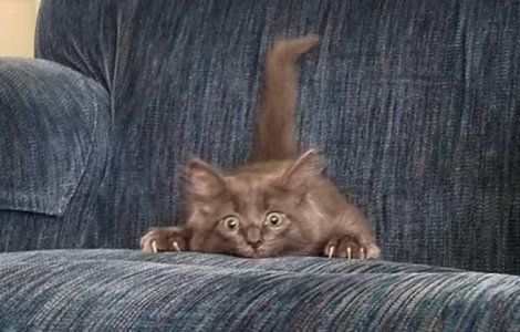  Top  FOTO Vor să te sperie, dar arată adorabil: 10 animale de care te vei îndrăgosti pe loc