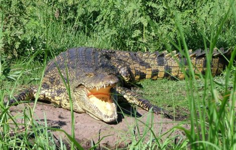 Aligator de 360 de kilograme omorat de un baiat de 5 ani