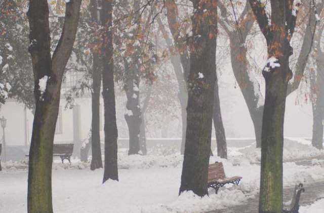 Vanghelie da 680.000 de euro pentru toaletarea copacilor