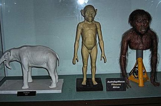 Descopera cel mai vechi stramos al omului