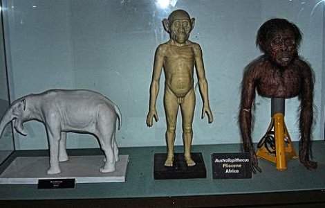 Descopera cel mai vechi stramos al omului