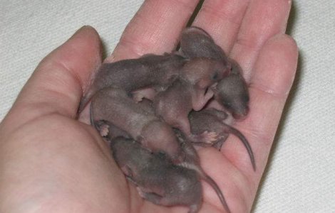 Cercetatorii japonezi au obtinut serii de soareci identici