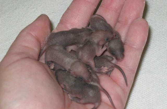 Cercetatorii japonezi au obtinut serii de soareci identici, prin clonare