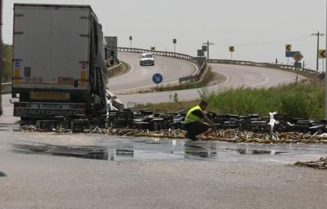 VIDEO Trafic restricționat la ieșirea din Buzău! Mii de sticle de bere au căzut dintr-un camion