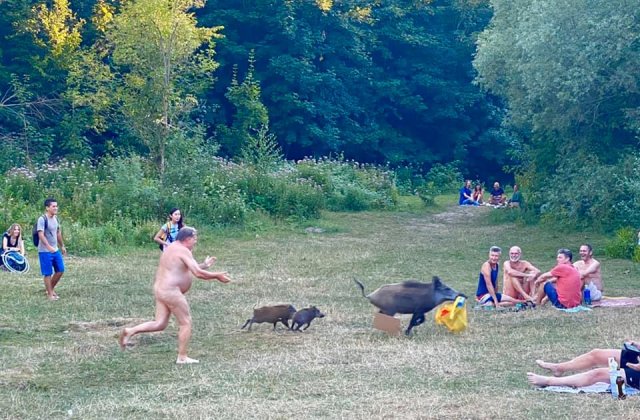 FOTO Un bărbat complet dezbrăcat a fugărit un mistreț cu doi pui, după ce animalul i-a furat laptopul