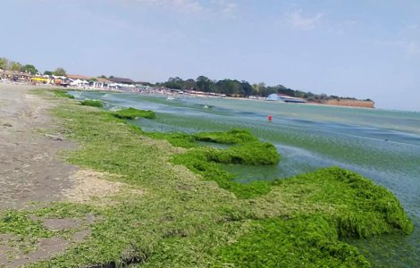 VIDEO Litoralul românesc, înecat sub zeci de tone de alge