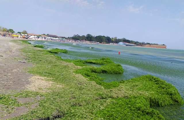 VIDEO Litoralul rom&acirc;nesc, &icirc;necat sub zeci de tone de alge: Noaptea sunt str&acirc;nse, iar dimineața apar la loc