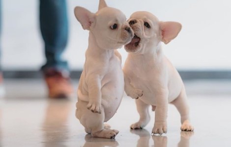  Top  10 imagini care demonstrează că animale sunt o sursă nesfârșită de veselie