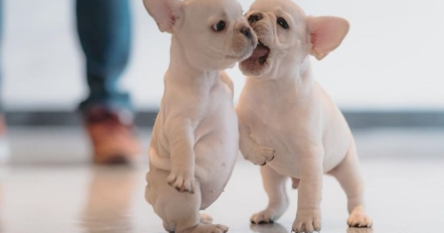  Top  10 imagini care demonstrează că animale sunt o sursă nesfârșită de veselie