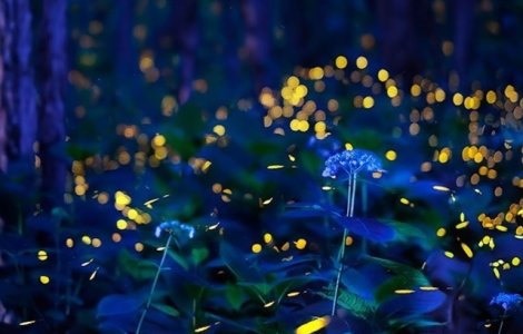 FOTO Dansul magic al licuricilor în pădurea de cireș