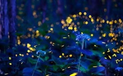 FOTO Dansul magic al...