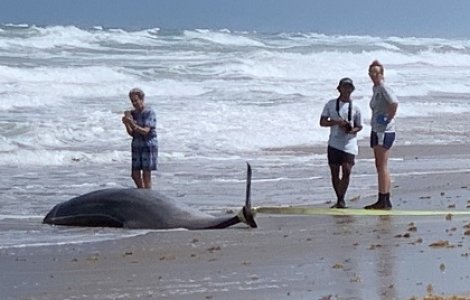 Delfinii şi balenele eşuate din SUA aveau în corp mercur şi substanţe toxice