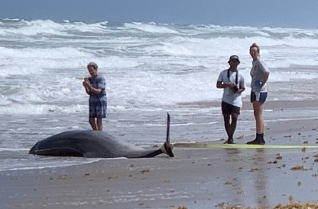 STUDIU Delfinii şi balenele eşuate pe plajele din SUA aveau în corp niveluri ridicate de mercur şi substanţe toxice