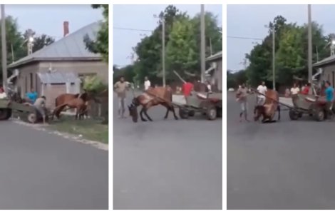 Scene șocante în Buzău! Doi cai înhămaţi la căruţe sunt bătuți cu brutalitate