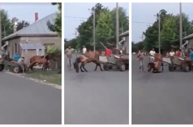 VIDEO Scene șocante &icirc;n Buzău! Doi cai &icirc;nhămaţi la căruţe sunt bătuți cu brutalitate de stăp&acirc;nii lor