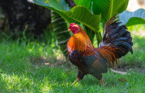 Un pensionar a fost amendat din cauza cocoșului pe care îl avea în curte