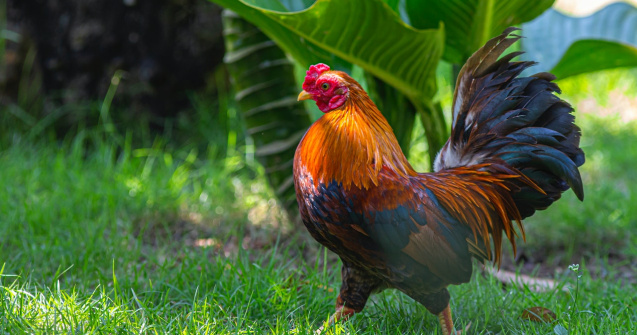 Un pensionar a fost amendat din cauza cocoșului pe care îl avea în curte