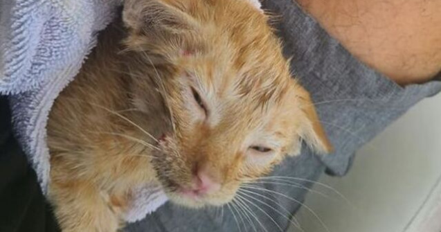 O pisicuța a fost salvată în Golful Mexicului de o barcă de pescari