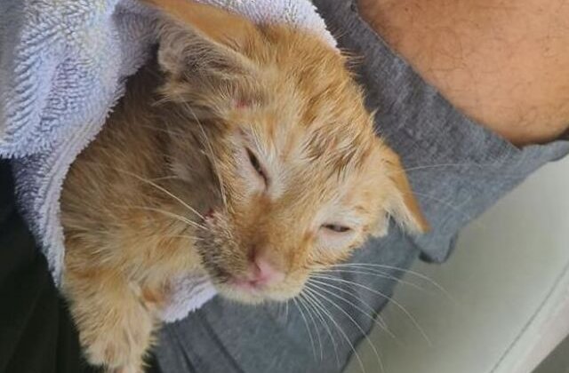 FOTO Captură inedită: o pisicuța a fost salvată în Golful Mexicului de o barcă de pescari