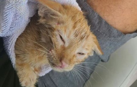 FOTO Captură inedită: o pisicuța a fost salvată în Golful Mexicului de o barcă de pescari