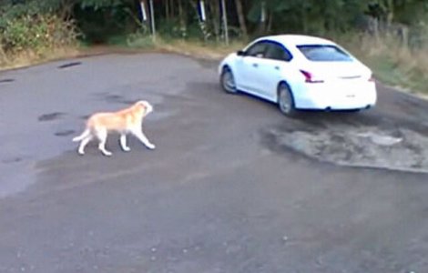 VIDEO Momentul tulburător în care un câine este abandonat de stăpânul său