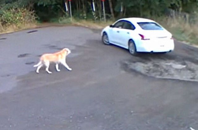 VIDEO Momentul tulburător în care un câine este abandonat de stăpânul său