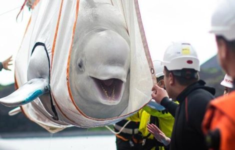 VIDEO Două balene beluga au fost eliberate dintr-un acvariu din China, iar zâmbetul lor spune tot