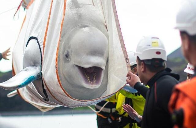 VIDEO Două balene beluga au fost eliberate dintr-un acvariu din China, iar zâmbetul lor spune tot