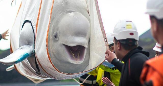 VIDEO Două balene beluga au fost eliberate dintr-un acvariu din China