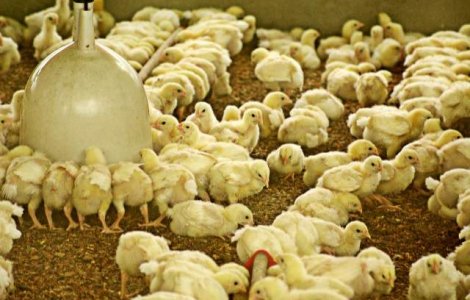 ANSVSA a descoperit 53 de tone de carne de pui contaminata cu Salmonella